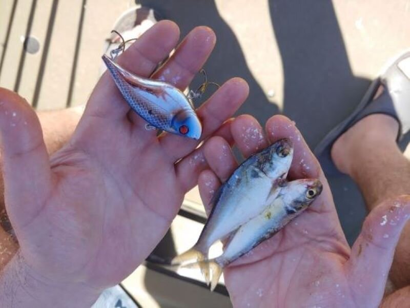 Berkley Warpig at El Salto to match the hatch, not tilapia