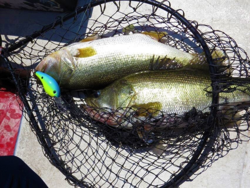 How to (Strategically) Fish for UNPRESSURED Bass — Half Past First