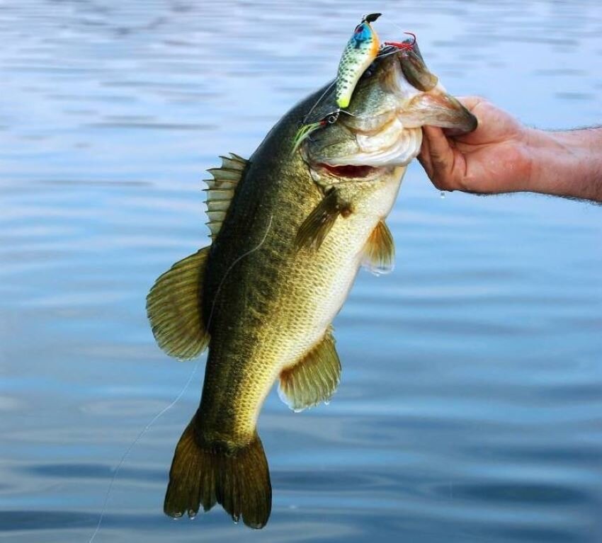 Word-of-Mouth Bass Baits that Produce Big Results Worldwide — Half