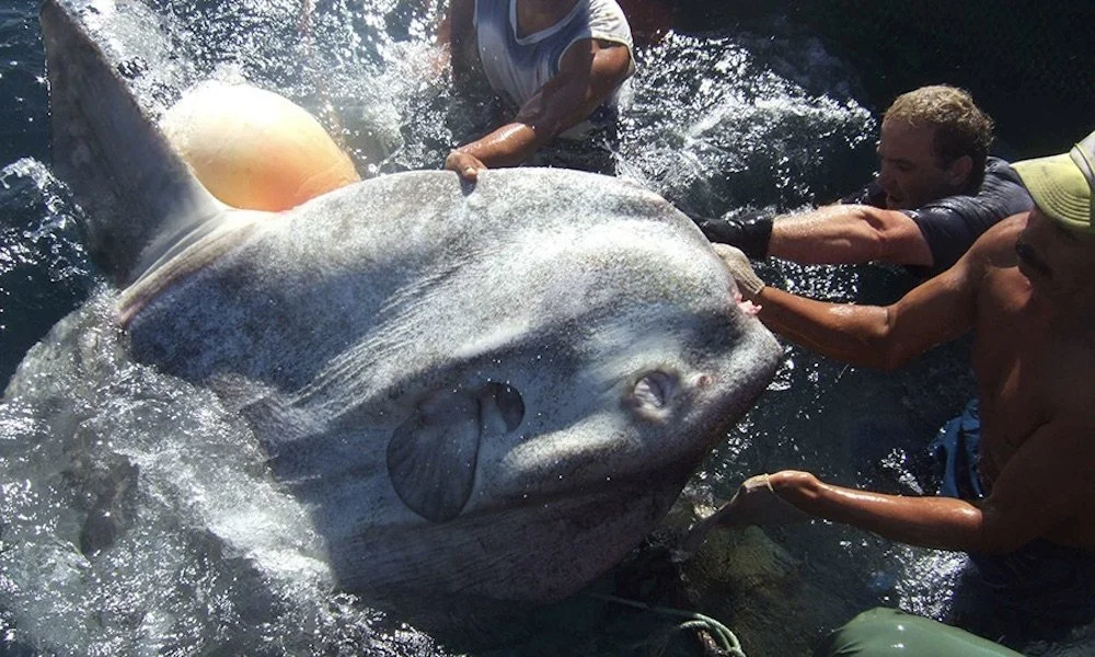 4.000 pound ocean sunfish caught off the coast of Spain