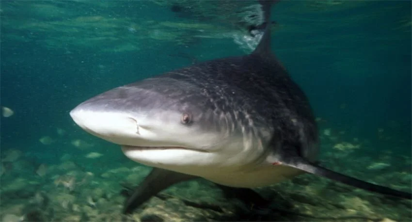 Fun and Informative Links for Shark Week