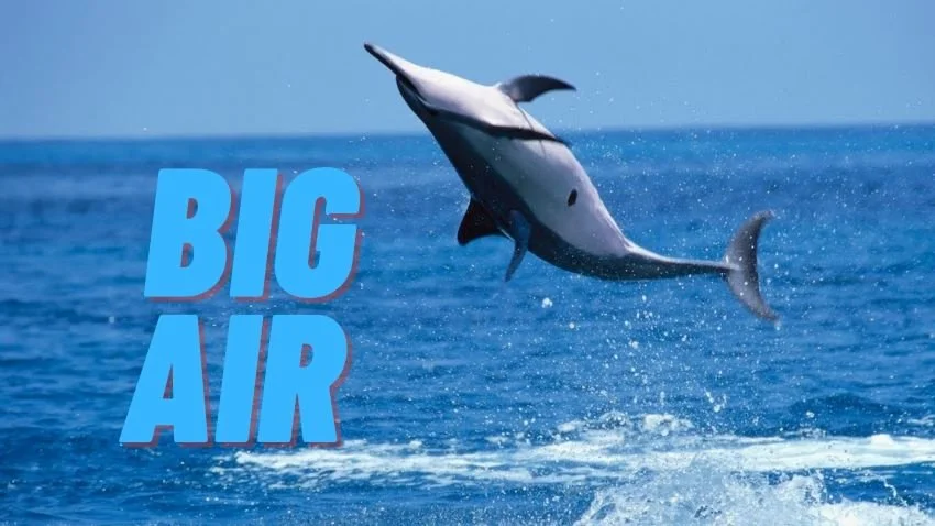 Introduction to Spinner Dolphins