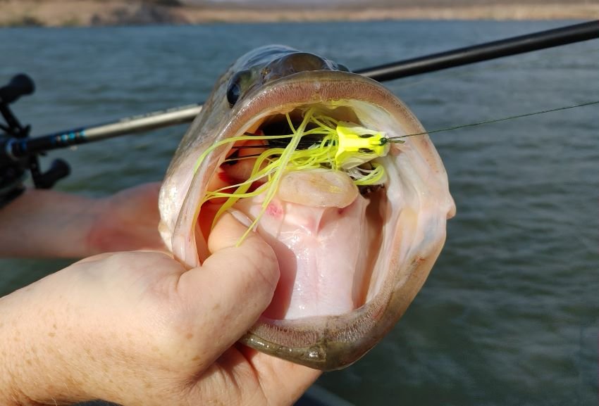 Swim Jigs for Lake El Salto and Lake Picachos — Half Past First Cast