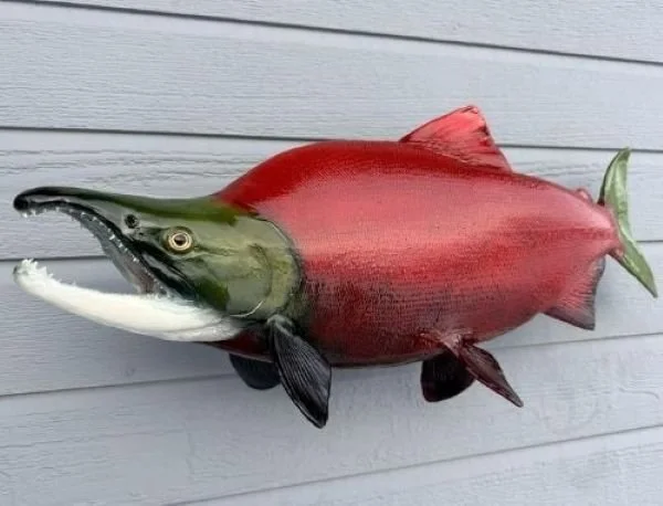 Double Shovel Taxidermy Alaska Sockeye mount on wall