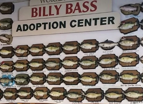 BMBB Adopt.jpg