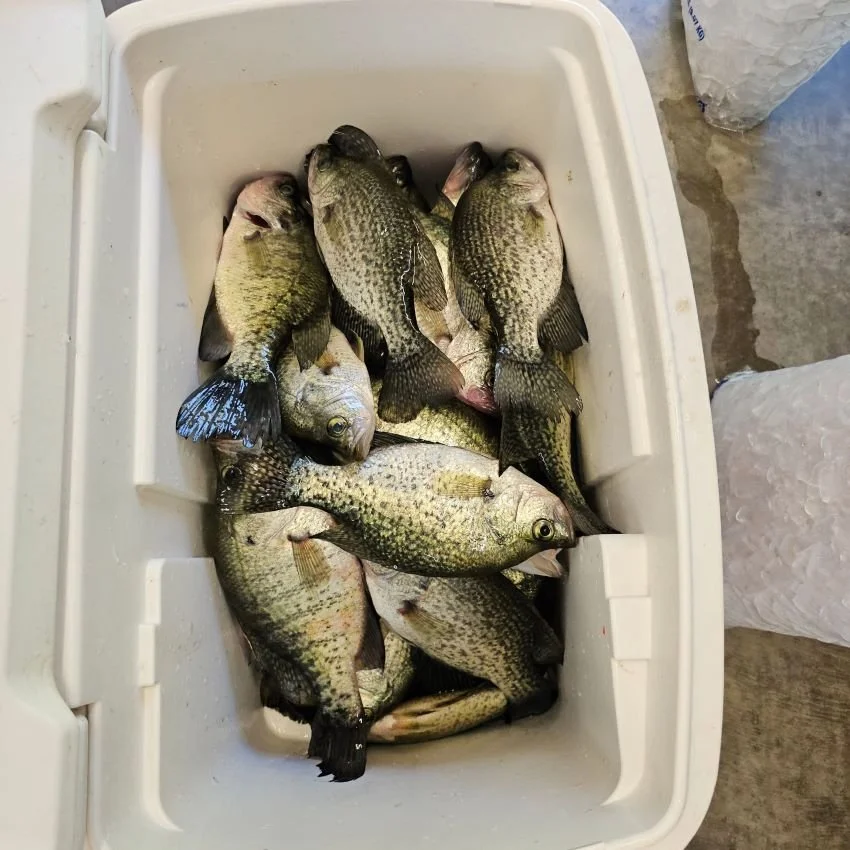 crappie2.jpg