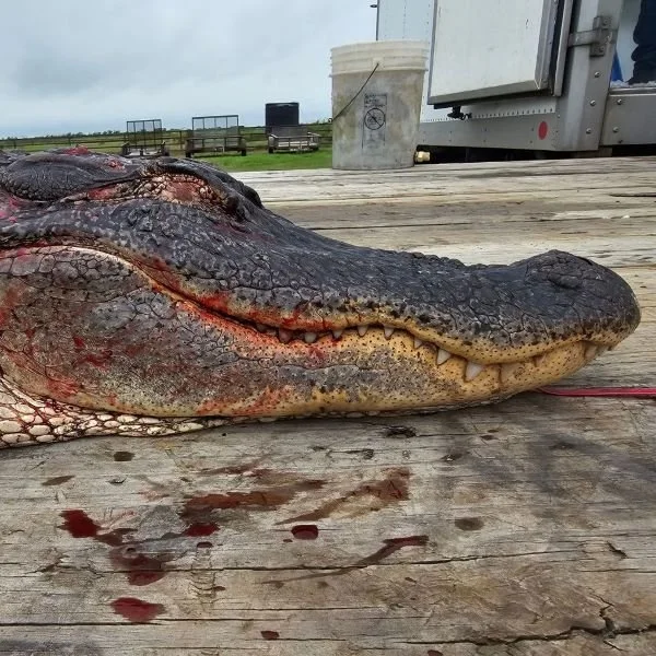 Gator2.jpg