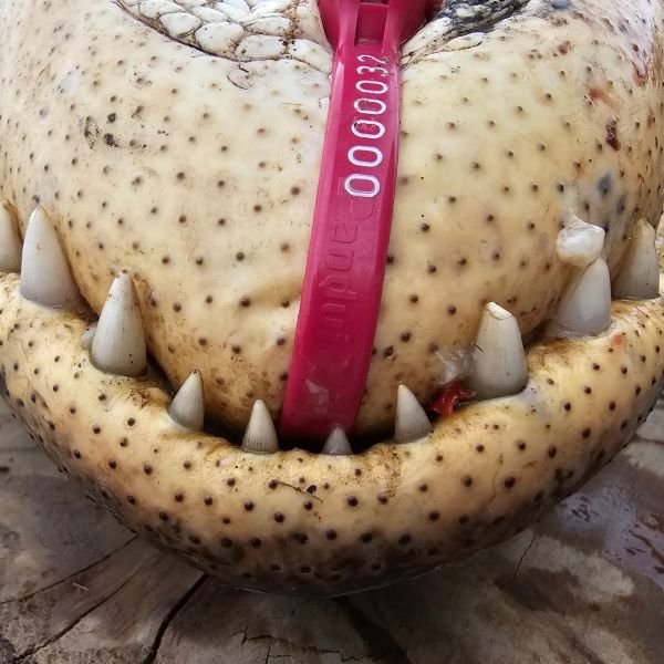 Gator5.jpg