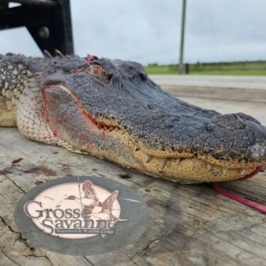 gator4.jpg