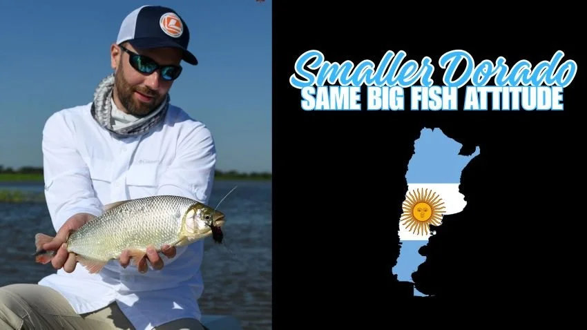 Meet the Pirá Pitá: Argentina’s Mini Dorado with a Big Attitude