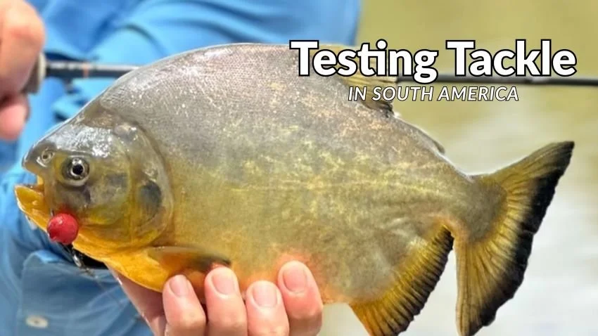 A “Berry Good” Solution for Catching Pacu on Conventional Tackle