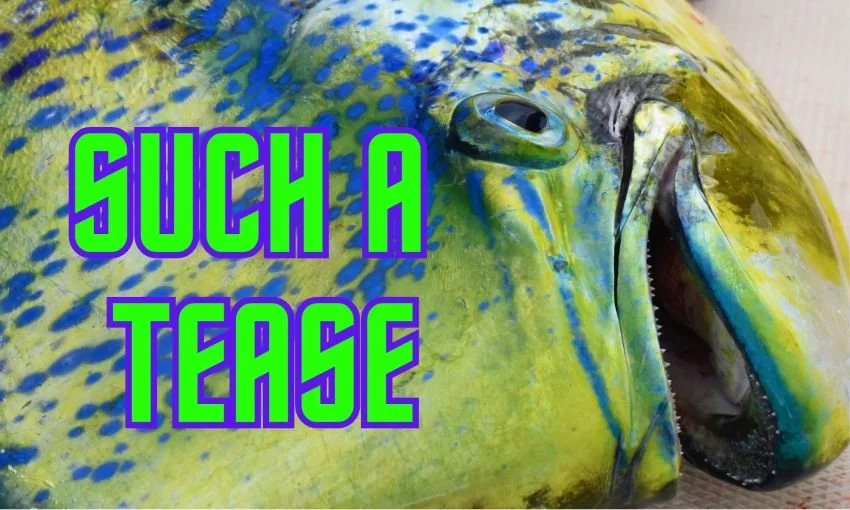 Mahi on the Menu: Using Mahi-Style Teasers to Tempt Billfish