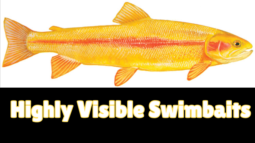 Best Golden Trout &amp; Palomino Trout Swimbaits for Big Bass (Custom + Tackle Warehouse Picks)