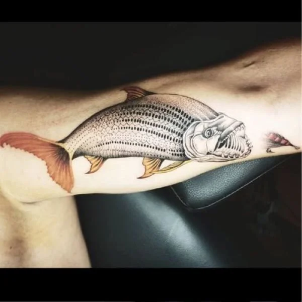 Tattoo of South African Tigerfish chasing a streamer fly