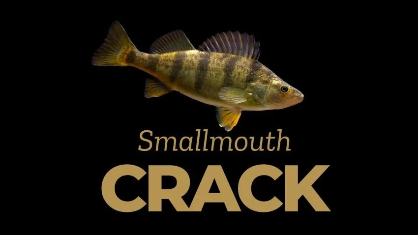 I Spy a Yellow Perch: Spybaits That Match What They’re Really Eating