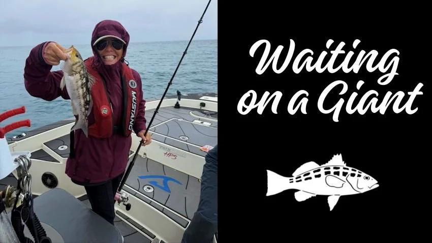 Trophy Class Calico Bass Demand a Perfect Mount