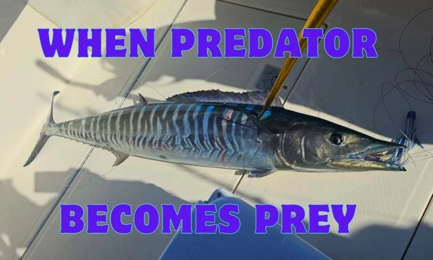 Gaffed wahoo on floor of a sportfishing boat