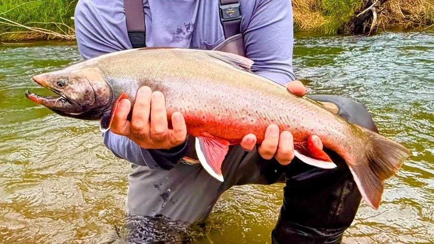 My Dolly Varden PB