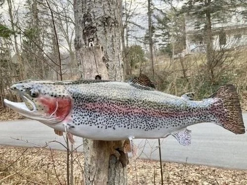 Misty Mountain Taxidermy Studios Rainbow Trout