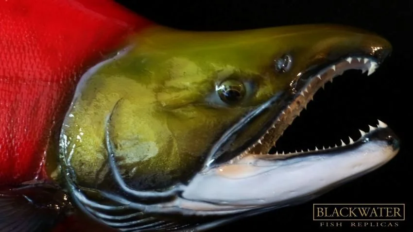 green head sockeye replica Luke Filmer Blackwater