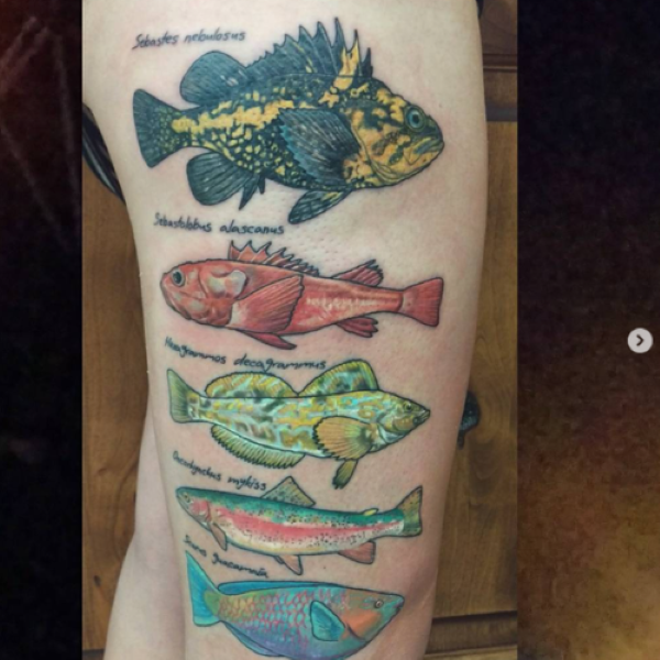 China Rockfish Tattoo with other fish