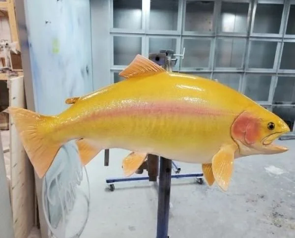 Golden trout mount on a pedestal