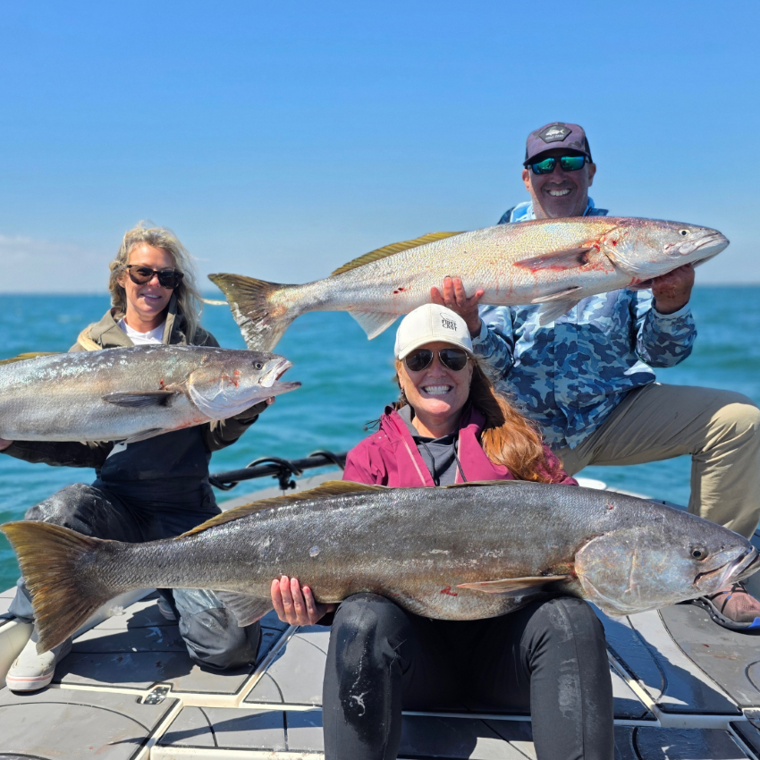 Three white sea bass caught off Catalina island california