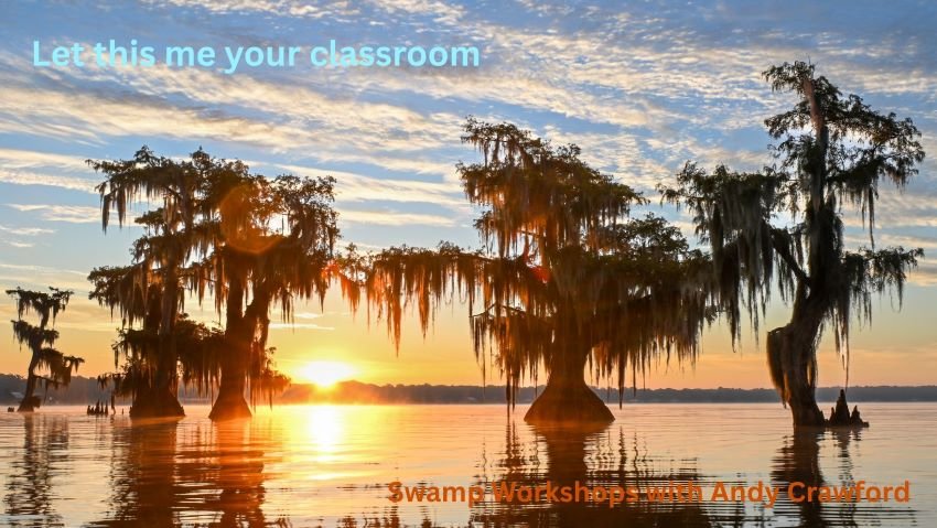 Sunrise photograph through cypress trees with Spanish moss