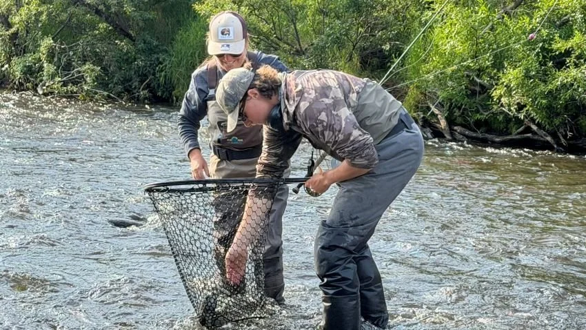 Netting big rainbow trout Little Ku River Katmai Alaska
