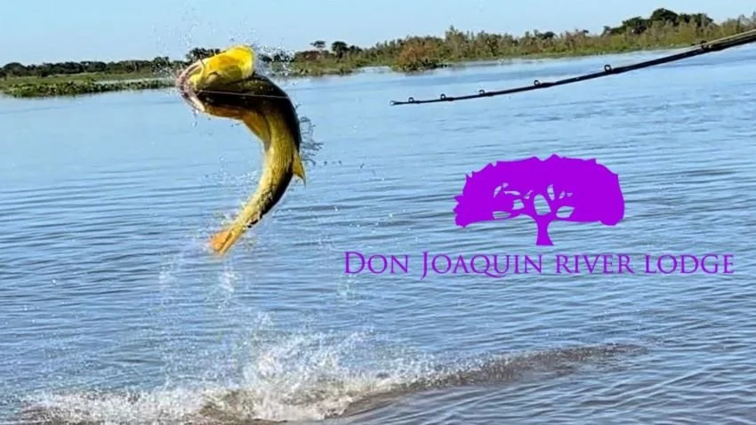 Leaping golden dorado Don Joaquin River Lodge