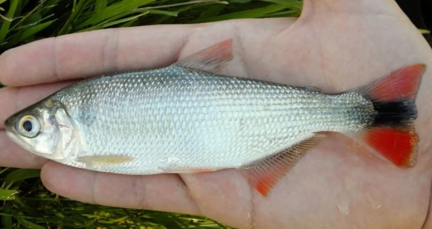 Young Pirá Pitá sportfish