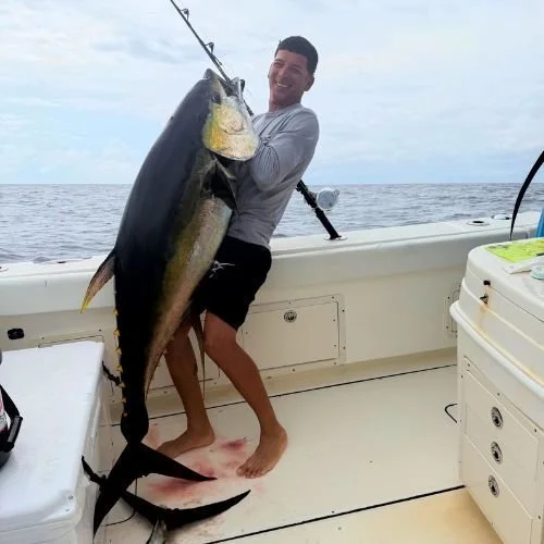 Massive cow yellowfin tuna