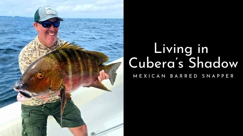 Pete Robbins Mexican Barred Snapper
