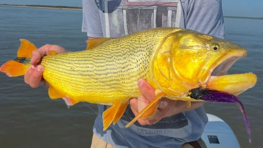 Golden Dorado fly fishing streamer South America