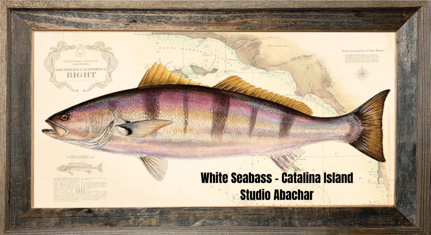 Studio Abachar White Seabass Catalina Island
