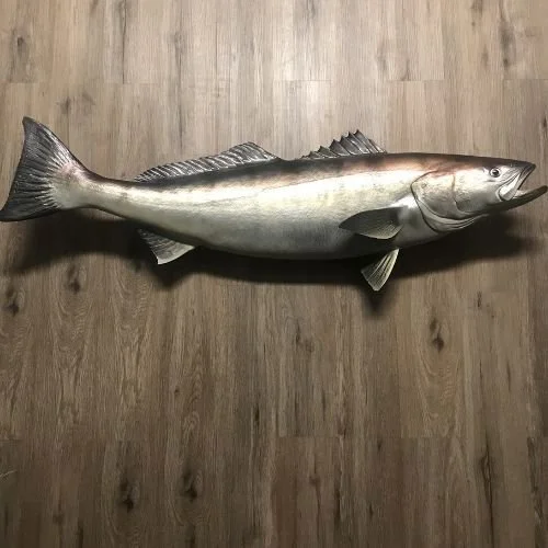 Lyons and O"Haver White Seabass Replica