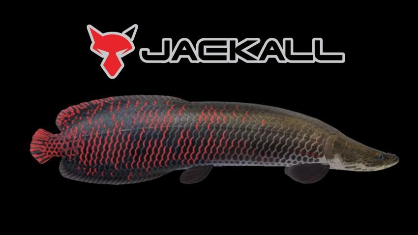 Jackall Lures logo over an arapaima