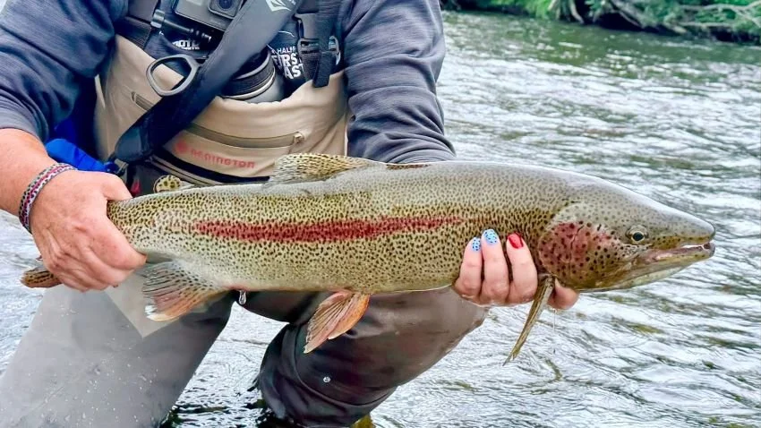 27" Alaskan Leopard Rainbow Trout