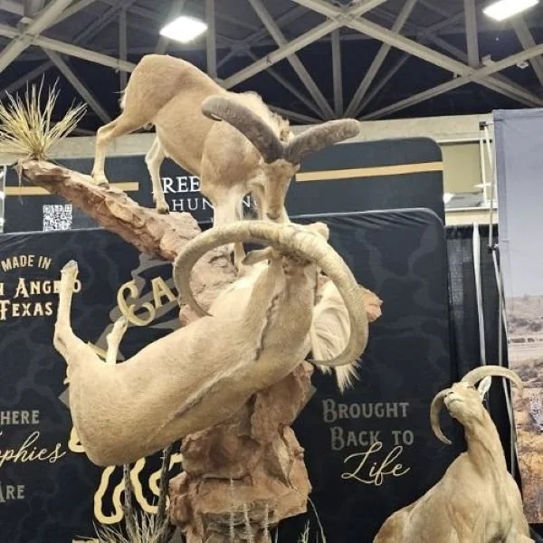 Dual goat mount El Cazador Taxidermy