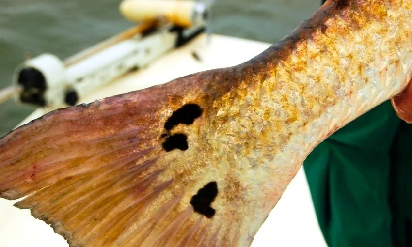 Colorful redfish tail with three spots