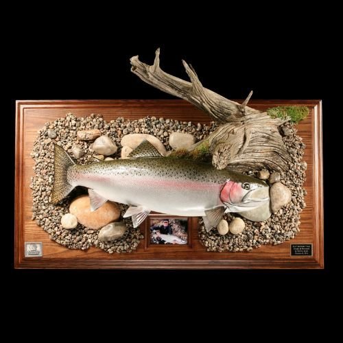 Rainbow trout replica with wood panel and habitat