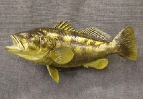 Lake Country Replicas Calico Bass