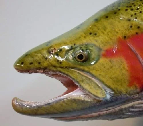 Lawrence Taxidermy Studio Steelhead