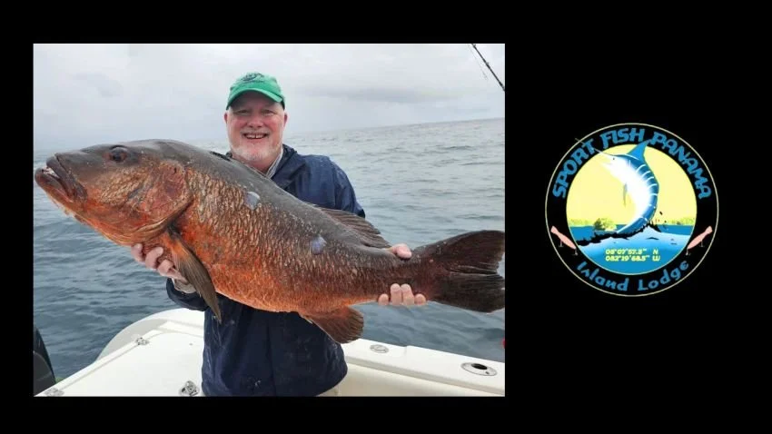 Big Cubera Snapper in Gulf of Chiriqui