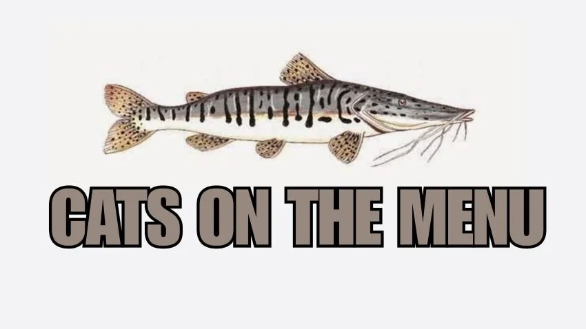 Surubí Surubim Catfish Recipes