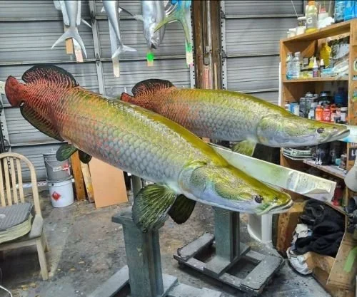 two arapaima mounts King Sailfish Mounts