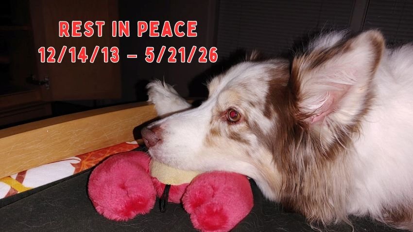 Australian shepherd resting on a stuffed toy lobster