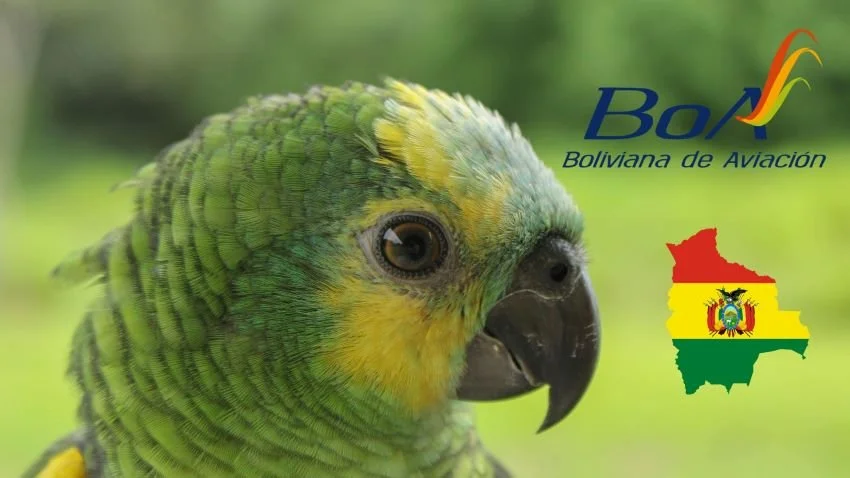 Colorful Bolivian jungle parrot