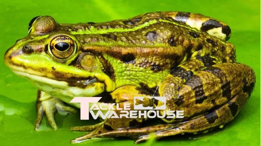Frog sitting on a lily pad with Tackle Warehouse logo