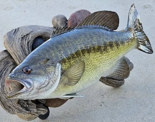 Lawrence Taxidermy Meanmouth Bass